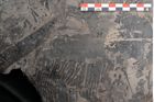 Foto (Detailansicht) von Pterophyllum longifolium Br. (NHMW-GEO-2024-0188-10647)